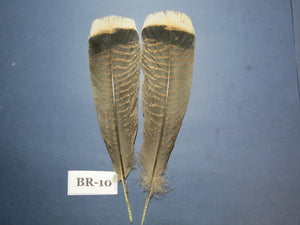 Bronze Turkey Tail Feathers (One Pair Set) ,Fly Tying Material,Craft Feathers,Natural Turkey Feathers.