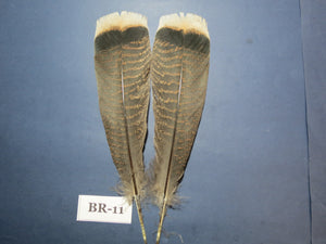 Bronze Turkey Tail Feathers (One Pair Set) ,Fly Tying Material,Craft Feathers,Natural Turkey Feathers.