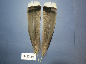 Bronze Turkey Tail Feathers (One Pair Set) ,Fly Tying Material,Craft Feathers,Natural Turkey Feathers.
