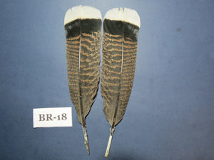 Bronze Turkey Tail Feathers (One Pair Set) ,Fly Tying Material,Craft Feathers,Natural Turkey Feathers.
