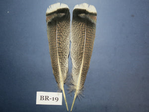 Bronze Turkey Tail Feathers (One Pair Set) ,Fly Tying Material,Craft Feathers,Natural Turkey Feathers.