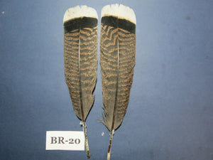 Bronze Turkey Tail Feathers (One Pair Set) ,Fly Tying Material,Craft Feathers,Natural Turkey Feathers.