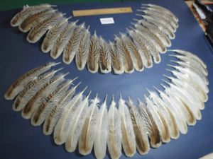 Natural Turkey Feathers