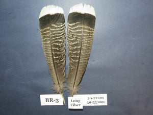 Bronze Turkey Tail Feathers (One Pair Set) ,Fly Tying Material,Craft Feathers,Natural Turkey Feathers.
