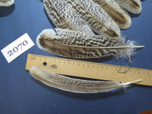 Natural Turkey Feathers