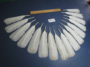16 Pcs White Turkey Tail Feathers, Fly Tying Materials,Long Feathers. (W-496)