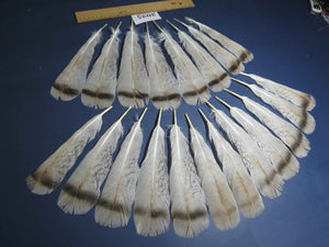 20 Pcs Natural Turkey Tail Feathers, Fly Tying Materials,Turkey Feathers. (2025)