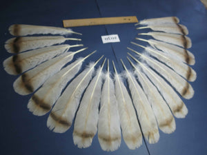 18 Pcs Turkey Tail Feathers, Fly Tying Material,Craft Feathers,Natural Turkey Feathers (2030)