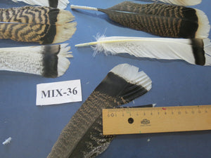 24 Pcs Natural Turkey Tail Feathers, Fly Tying Materials, Genuine Feathers (MIX-36)