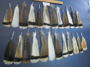 24 Pcs Natural Turkey Tail Feathers, Fly Tying Materials, Genuine Feathers (MIX-37)