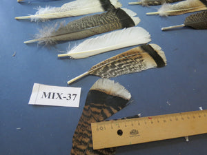 24 Pcs Natural Turkey Tail Feathers, Fly Tying Materials, Genuine Feathers (MIX-37)
