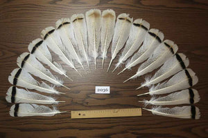 18 Pcs Turkey Tail Feathers, Fly Tying Material,Craft Feathers,Natural Turkey Feathers (2036)