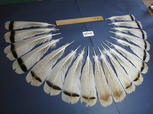 18 Pcs Turkey Tail Feathers, Fly Tying Material,Craft Feathers,Natural Turkey Feathers (2036)