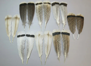 8 Pairs Turkey Feathers, Tail Feathers, Fly Tying Materials, Natural Feathers (AMZ-123) DREAMMYFEATHERS