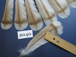 18 Pcs Turkey Tail Feathers, Fly Tying Material,Craft Feathers,Natural Turkey Feathers (2040)