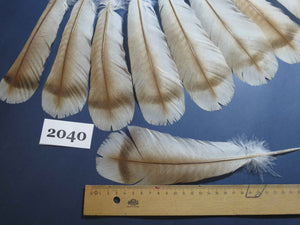 18 Pcs Turkey Tail Feathers, Fly Tying Material,Craft Feathers,Natural Turkey Feathers (2040)