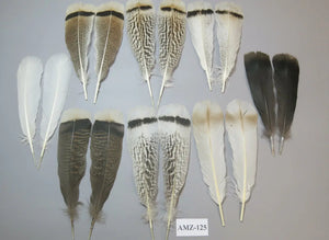 8 Pairs Turkey Feathers, Tail Feathers, Fly Tying Materials, Natural Feathers (AMZ-125) DREAMMYFEATHERS