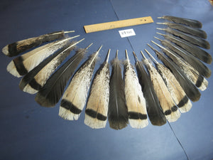 18 Pcs Turkey Tail Feathers, Fly Tying Material,Craft Feathers,Natural Turkey Feathers (2042)