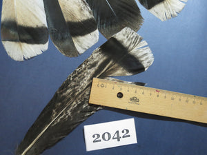 18 Pcs Turkey Tail Feathers, Fly Tying Material,Craft Feathers,Natural Turkey Feathers (2042)