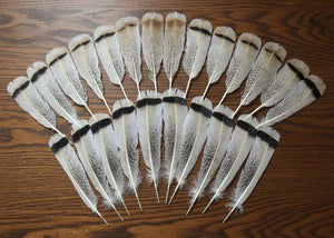 24 Pcs Turkey Tail Feathers, Fly Tying Material,Craft Feathers,Natural Turkey Feathers (2043)
