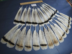24 Pcs Turkey Tail Feathers, Fly Tying Material,Craft Feathers,Natural Turkey Feathers (2043)