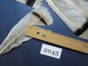 24 Pcs Turkey Tail Feathers, Fly Tying Material,Craft Feathers,Natural Turkey Feathers (2043)