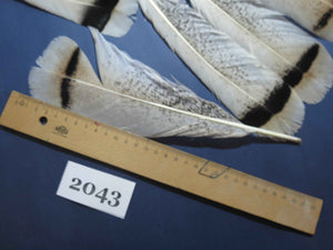 24 Pcs Turkey Tail Feathers, Fly Tying Material,Craft Feathers,Natural Turkey Feathers (2043)