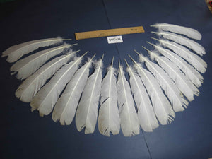 16 Pcs White Turkey Tail Feathers, Turkey Feathers,Fly Tying Material,Craft Feathers,Natural Feathers (W-506)