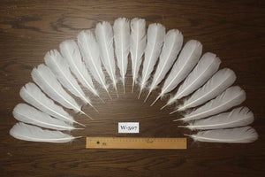 18 Pcs White Turkey Tail Feathers, Turkey Feathers,Fly Tying Material,Craft Feathers,Natural Feathers (W-507)