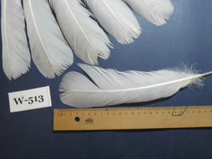16 Pcs White Turkey Tail Feathers, Turkey Feathers,Fly Tying Material,Craft Feathers,Natural Turkey Feathers (W-513)