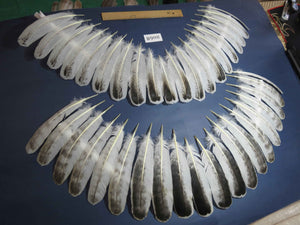40 Pcs Turkey Wing Feathers, Fly Tying Material,Craft Feathers,Natural Turkey Feathers (2068)