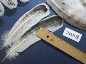 40 Pcs Turkey Wing Feathers, Fly Tying Material,Craft Feathers,Natural Turkey Feathers (2068)