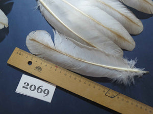 40 Pcs Turkey Wing Feathers, Fly Tying Material,Craft Feathers,Natural Turkey Feathers (2069)