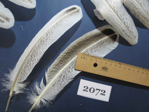 36 Pcs Turkey Wing Feathers, Fly Tying Material,Craft Feathers,Natural Turkey Feathers (2072)