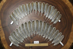 36 Pcs Turkey Wing Feathers, Fly Tying Material,Craft Feathers,Natural Turkey Feathers (2074)