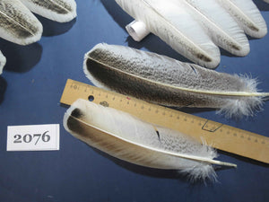 36 Pcs Turkey Wing Feathers, Fly Tying Material,Craft Feathers,Natural Turkey Feathers (2076)