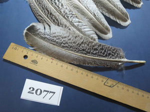 40 Pcs Turkey Wing Feathers, Fly Tying Material,Craft Feathers,Natural Turkey Feathers (2077)