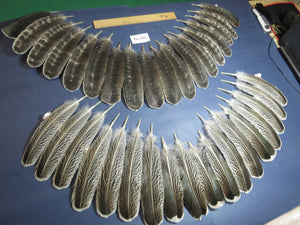 36 Pcs Turkey Wing Feathers, Fly Tying Material,Craft Feathers,Natural Turkey Feathers (2079)