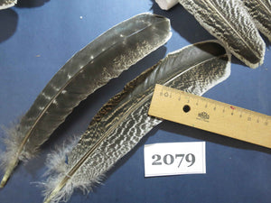 36 Pcs Turkey Wing Feathers, Fly Tying Material,Craft Feathers,Natural Turkey Feathers (2079)