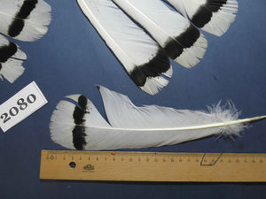 26 Pcs Turkey Tail Feathers, Fly Tying Material,Craft Feathers,Natural Turkey Feathers (2080)
