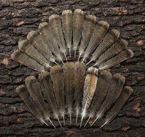 22 Pcs Turkey Tail Feathers, Fly Tying Material,Craft Feathers,Natural Turkey Feathers (2081)