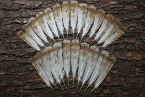 24 Pcs Turkey Tail Feathers, Fly Tying Material,Craft Feathers,Natural Turkey Feathers (2083)