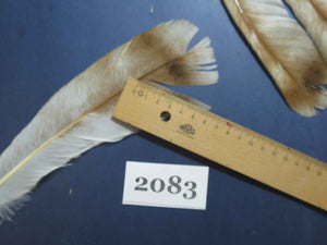 24 Pcs Turkey Tail Feathers, Fly Tying Material,Craft Feathers,Natural Turkey Feathers (2083)