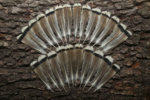 24 Pcs Turkey Tail Feathers, Fly Tying Material,Craft Feathers,Natural Turkey Feathers (2084)