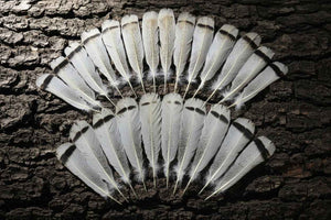 24 Pcs Turkey Tail Feathers, Fly Tying Material,Craft Feathers,Natural Turkey Feathers (2087)