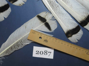 24 Pcs Turkey Tail Feathers, Fly Tying Material,Craft Feathers,Natural Turkey Feathers (2087)
