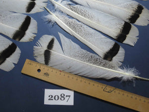 24 Pcs Turkey Tail Feathers, Fly Tying Material,Craft Feathers,Natural Turkey Feathers (2087)