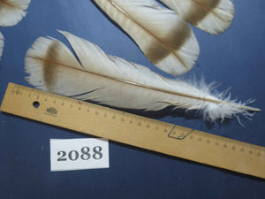 24 Pcs Turkey Tail Feathers, Fly Tying Material,Craft Feathers,Natural Turkey Feathers (2088)