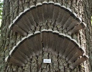 28 Pcs Turkey Tail Feathers, Fly Tying Material,Craft Feathers,Natural Turkey Feathers (2091)
