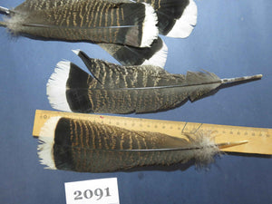 28 Pcs Turkey Tail Feathers, Fly Tying Material,Craft Feathers,Natural Turkey Feathers (2091)